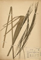 藏品(茭白筍)的圖片